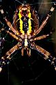 Argiope_bruennichi_P1512_Z_81_Les Gris_Frankrijk